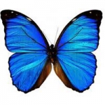 butterfly